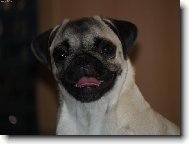 Pug