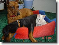 German Pinscher