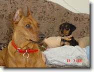 German Pinscher
