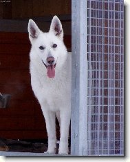 White swiss shepherd dog \\\\\(Dog standard\\\\\)