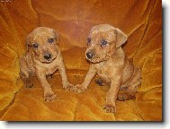 German Pinscher