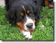 Berner Sennenhund