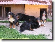 Berner Sennenhund