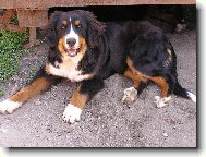 Berner Sennenhund