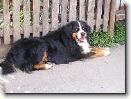 Berner Sennenhund