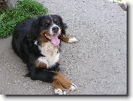 Berner Sennenhund