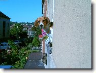 Beagle \\\\\\\\\\\\\\\\\\\\\(Dog standard\\\\\\\\\\\\\\\\\\\\\)