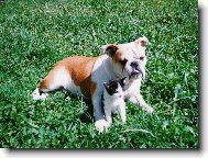 English Bulldog