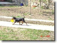 German Pinscher