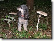 Poodle, Caniche