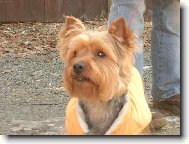 Jorkrsk terier, Yorkshire Terrier,