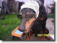 Dobermann, Doberman