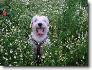 Zwergschnauzer, Miniature Schnauzer