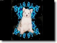 Siberian Husky