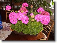 Pelargonium