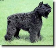 Bouvier des flandres \(Dog standard\)