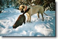 English Mastiff