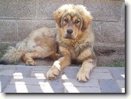 Tibetan Mastiff