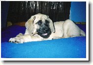 English Mastiff