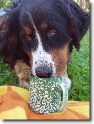 Berner Sennenhund
