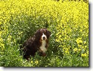 Berner Sennenhund