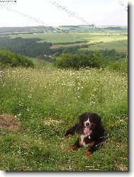 Berner Sennenhund