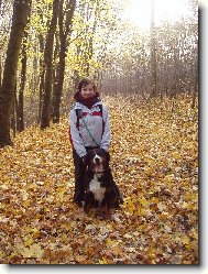 Berner Sennenhund