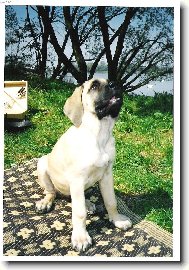 English Mastiff