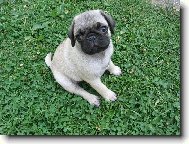 Pug