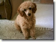 Toy Poodle