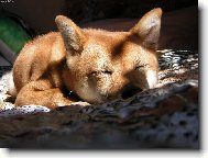 Shiba Inu