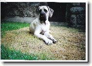 English Mastiff