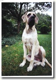 English Mastiff