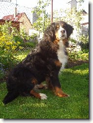 Berner Sennenhund