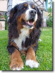 Berner Sennenhund