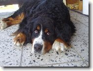 Berner Sennenhund