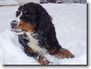 Berner Sennenhund