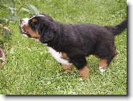 Berner Sennenhund