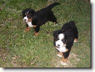 Berner Sennenhund