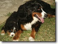 Berner Sennenhund