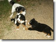 Berner Sennenhund