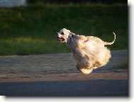 American Cocker Spaniel