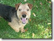 Welsh terrier \(Dog standard\)