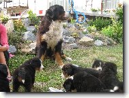 Berner Sennenhund