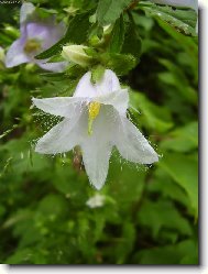 Campanula isophylla