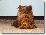 Jorkrsk terier, Yorkshire Terrier,