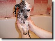 Chinese Crested Dog