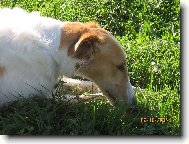 Borzoi  Russian Hunting Sighthound