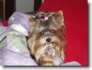 Jorkrsk terier, Yorkshire Terrier,