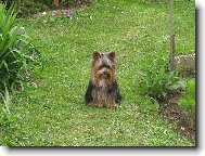 Jorkrsk terier, Yorkshire Terrier,